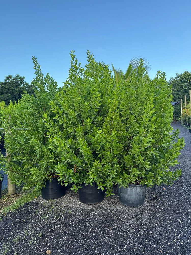 conocarpus-erectus-green-buttonwood