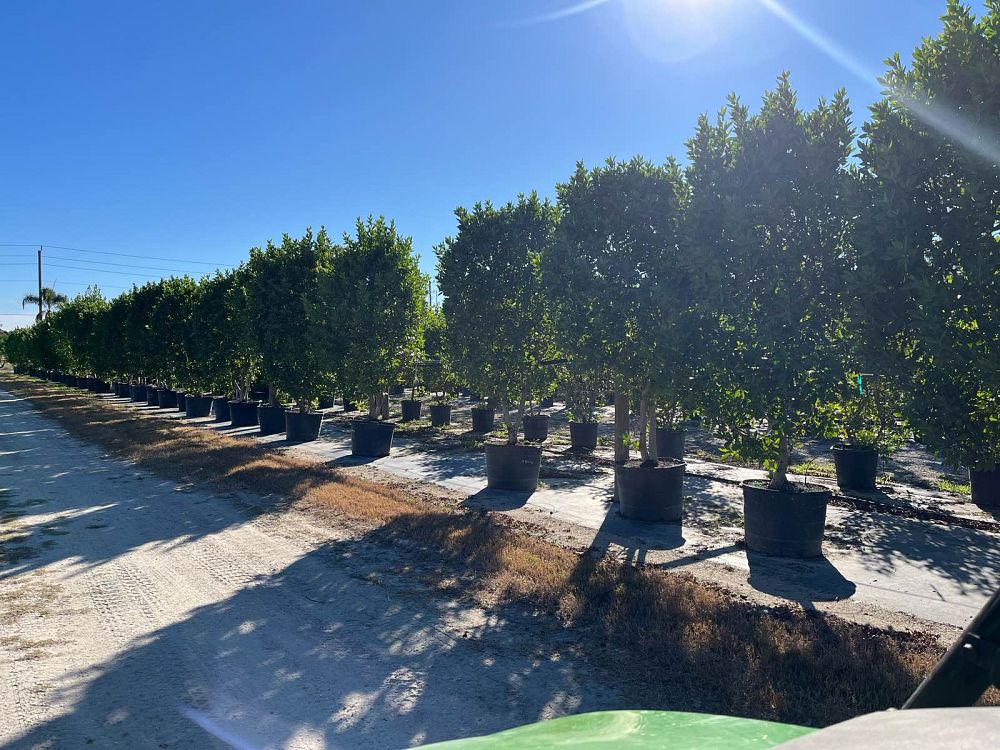 conocarpus-erectus-green-buttonwood