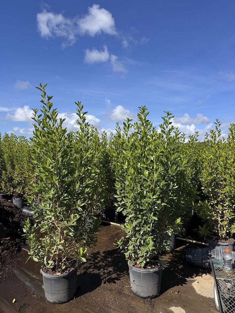 conocarpus-erectus-green-buttonwood