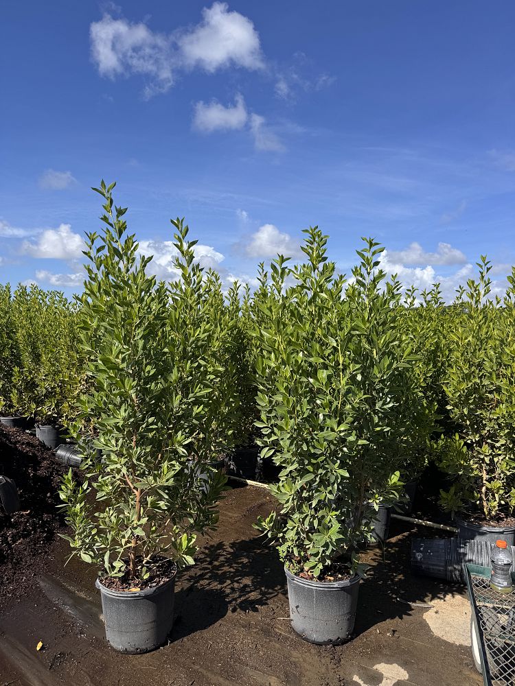conocarpus-erectus-green-buttonwood