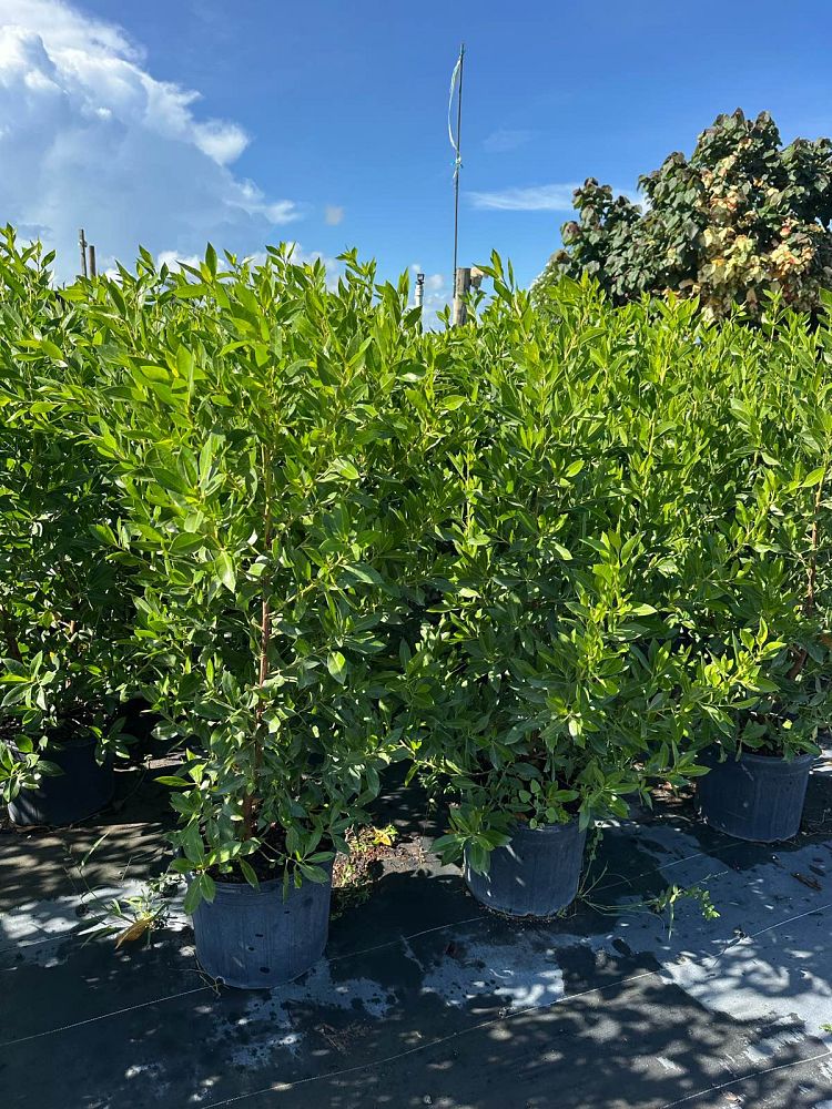 conocarpus-erectus-green-buttonwood