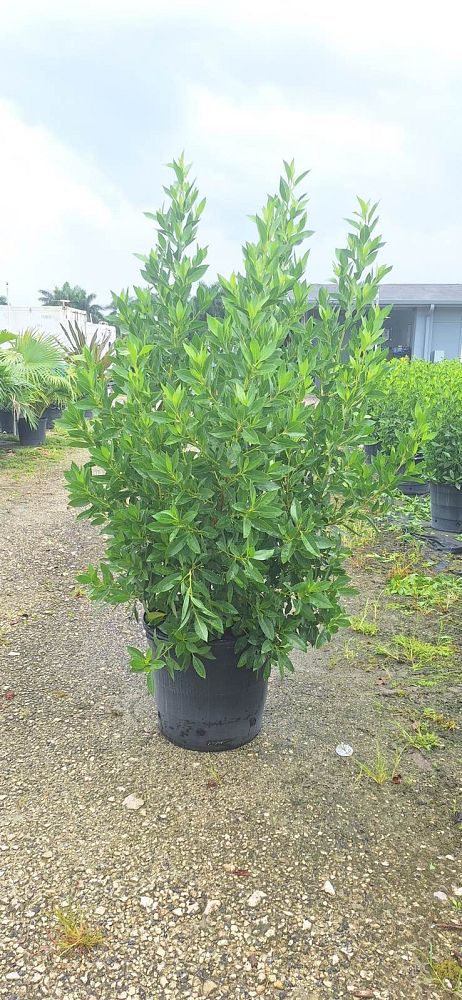 conocarpus-erectus-green-buttonwood