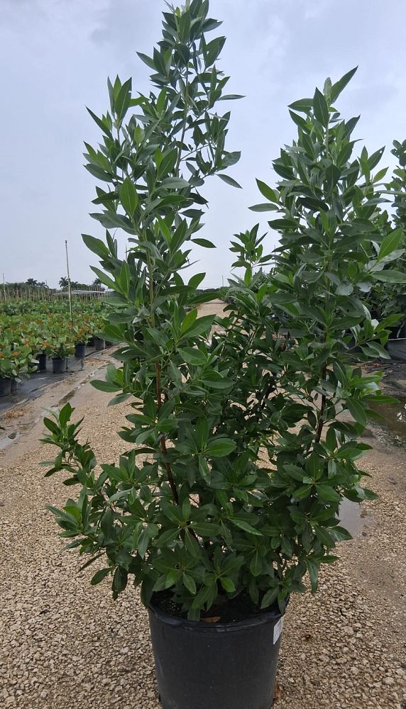 conocarpus-erectus-green-buttonwood