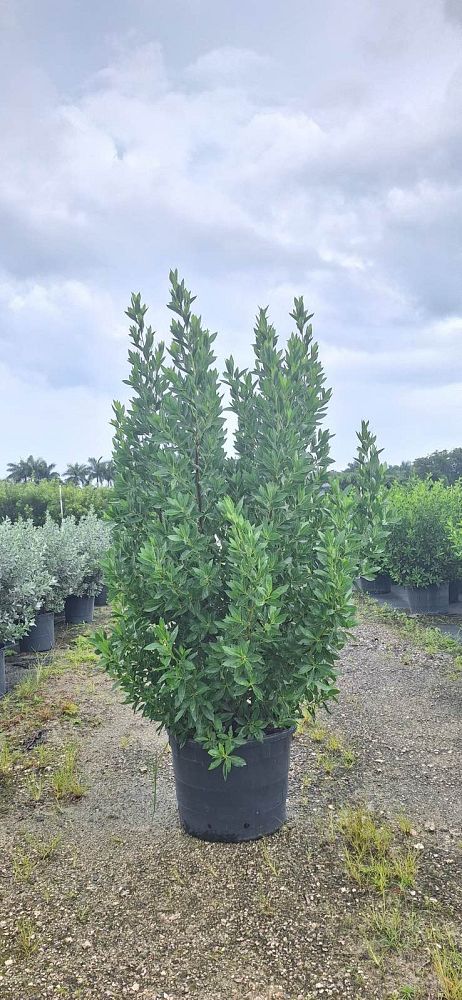 conocarpus-erectus-green-buttonwood