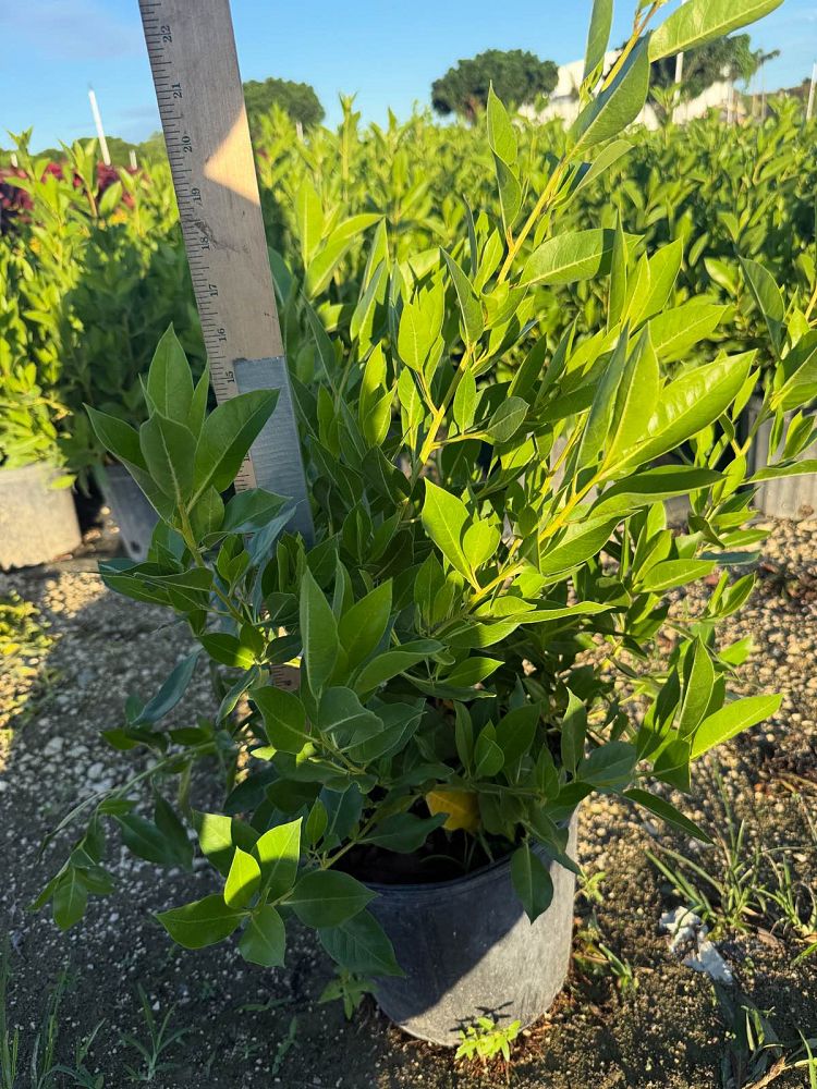 conocarpus-erectus-green-buttonwood