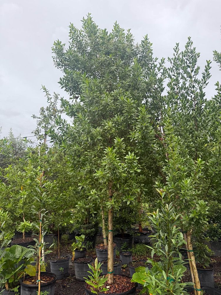 conocarpus-erectus-green-buttonwood
