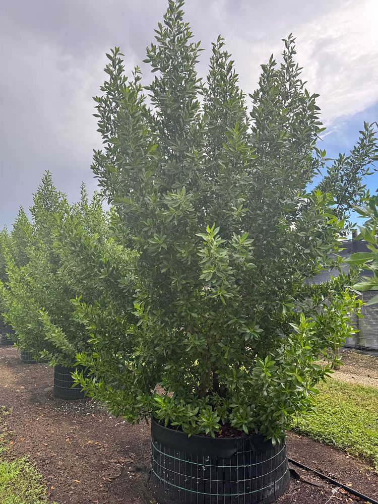 conocarpus-erectus-green-buttonwood