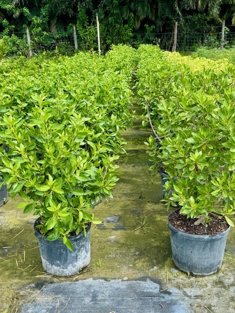 conocarpus-erectus-green-buttonwood
