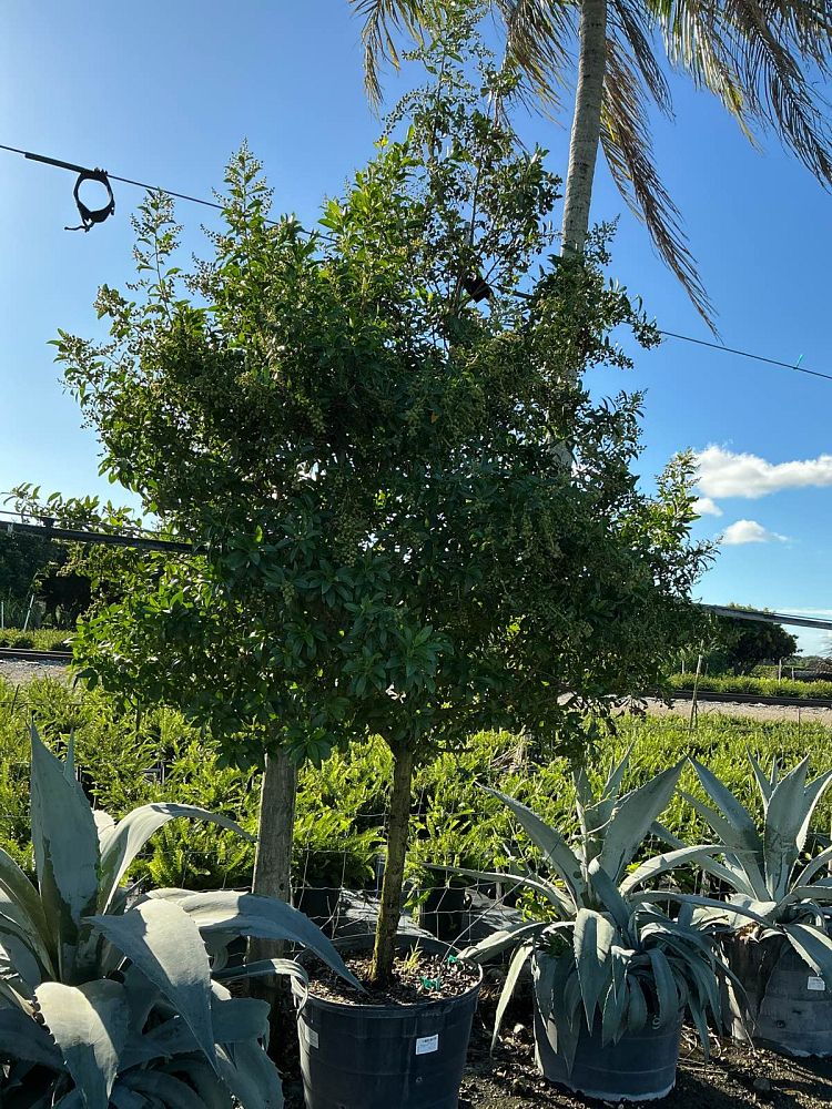 conocarpus-erectus-green-buttonwood