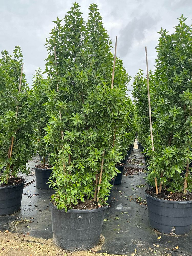 conocarpus-erectus-green-buttonwood
