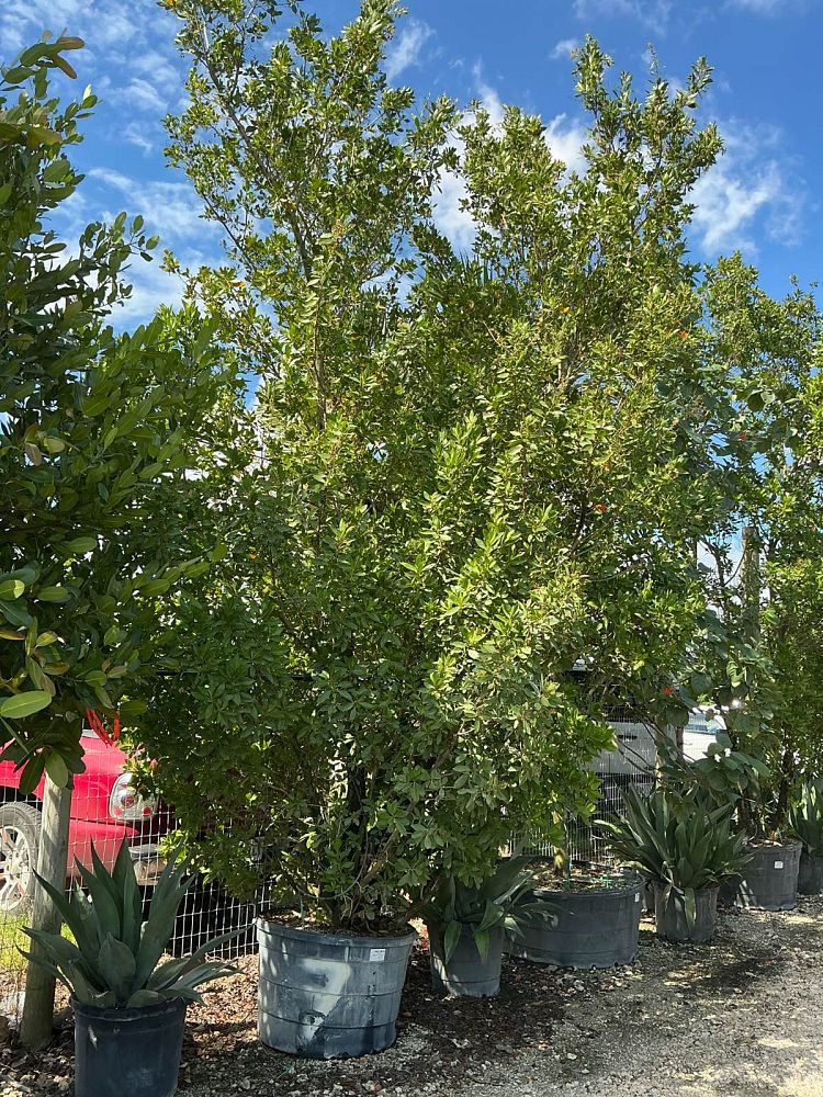 conocarpus-erectus-green-buttonwood