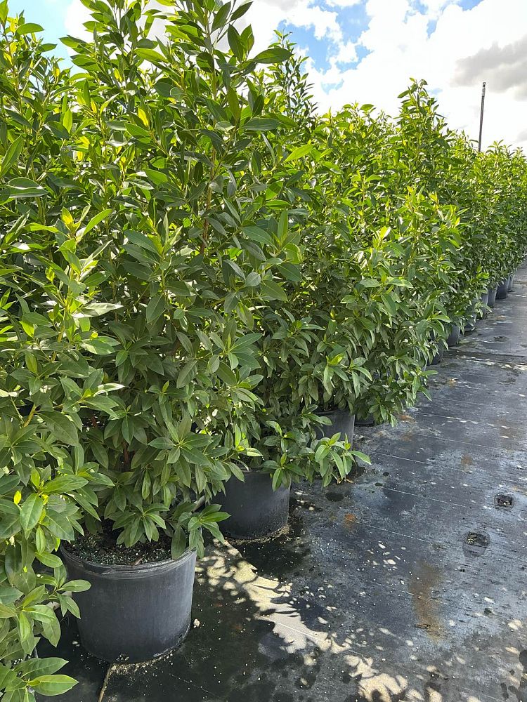 conocarpus-erectus-green-buttonwood