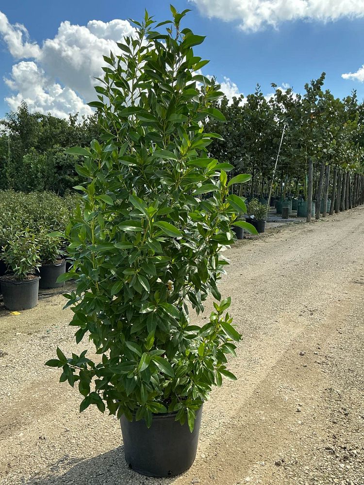 conocarpus-erectus-green-buttonwood