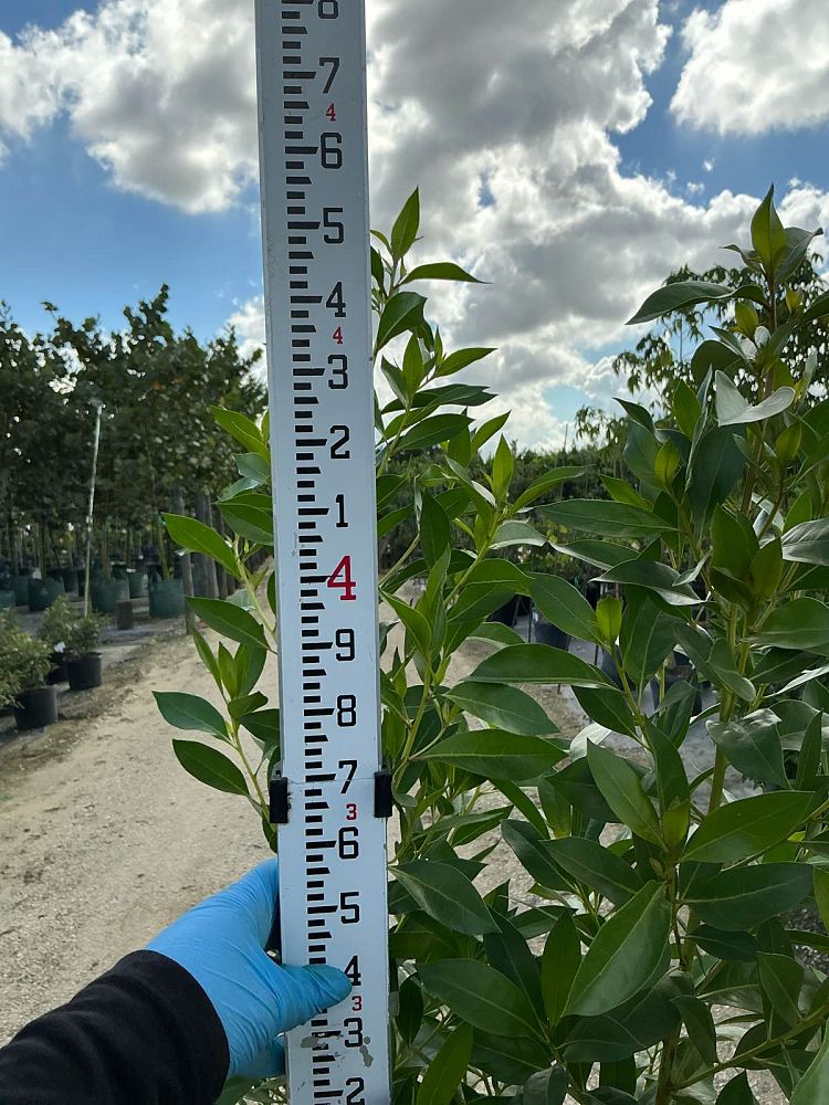 conocarpus-erectus-green-buttonwood