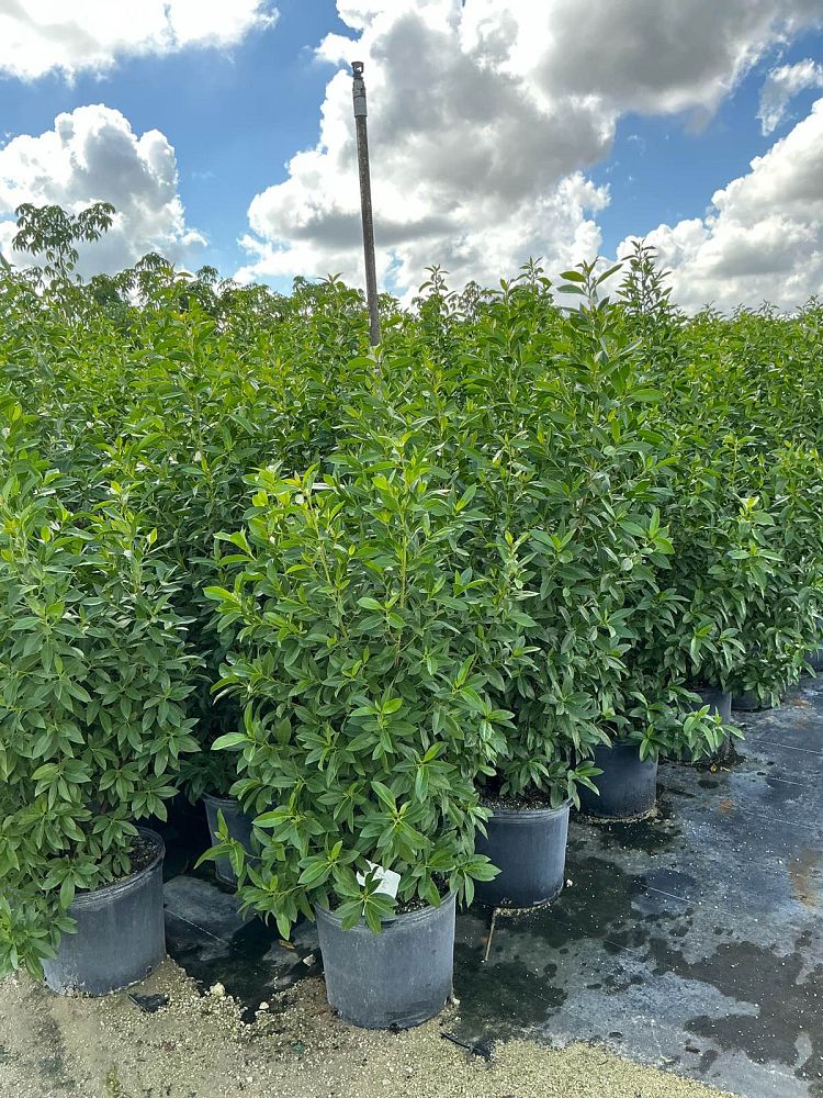 conocarpus-erectus-green-buttonwood