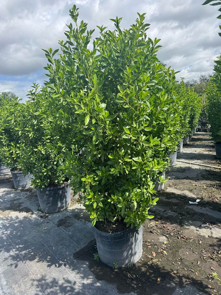 conocarpus-erectus-green-buttonwood