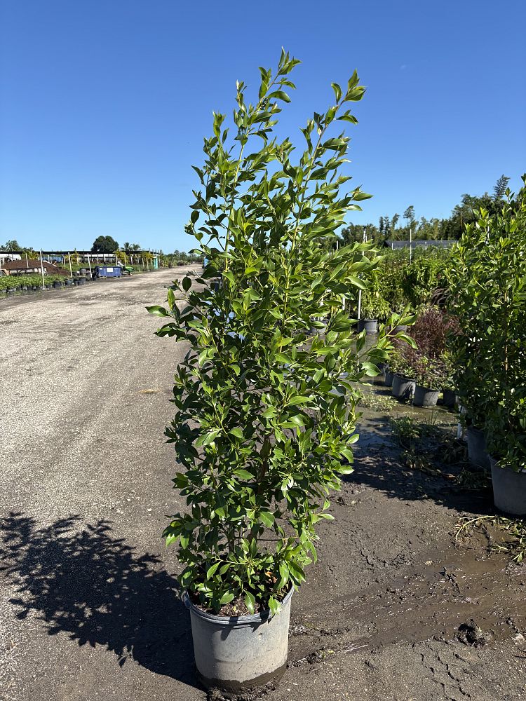 conocarpus-erectus-green-buttonwood