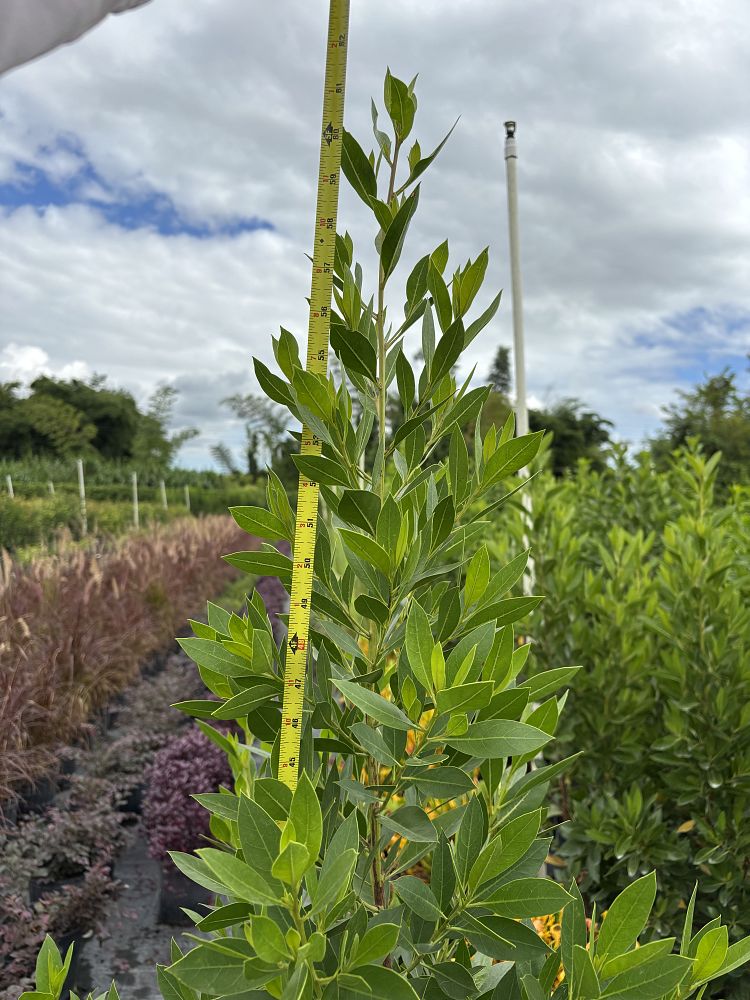 conocarpus-erectus-green-buttonwood