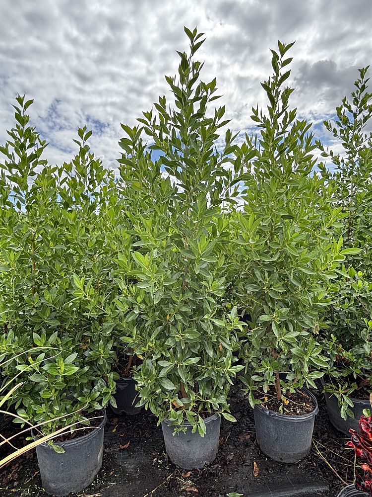 conocarpus-erectus-green-buttonwood