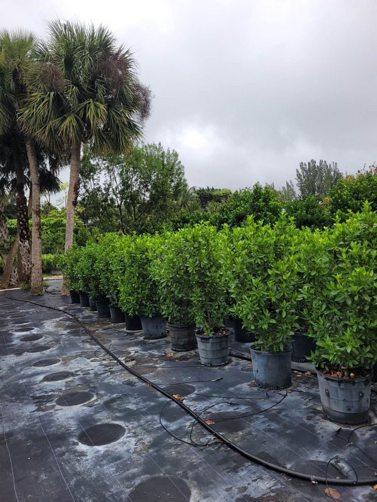 conocarpus-erectus-green-buttonwood