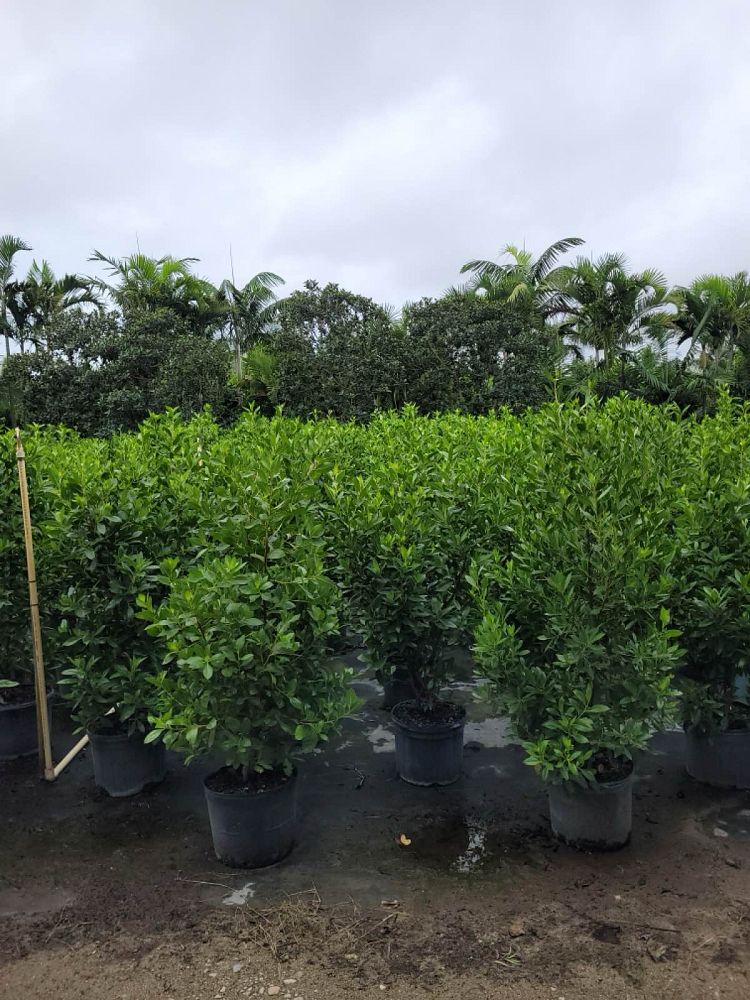 conocarpus-erectus-green-buttonwood