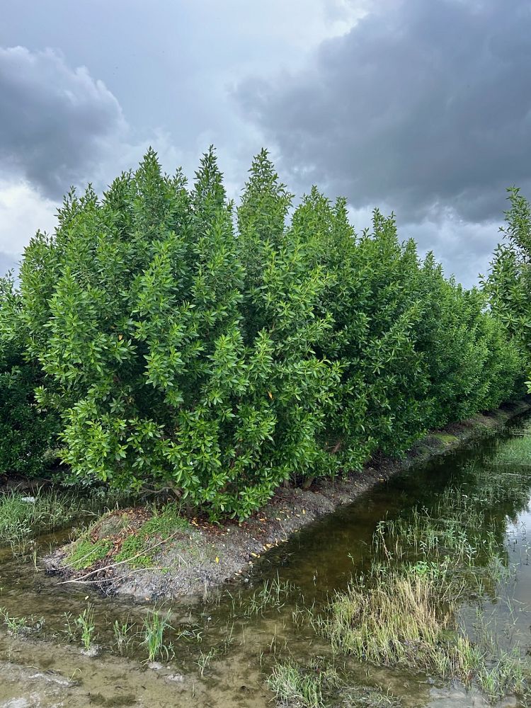conocarpus-erectus-green-buttonwood