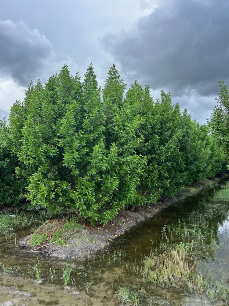 conocarpus-erectus-green-buttonwood