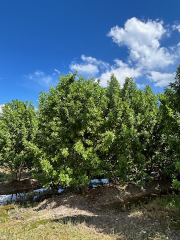 conocarpus-erectus-green-buttonwood