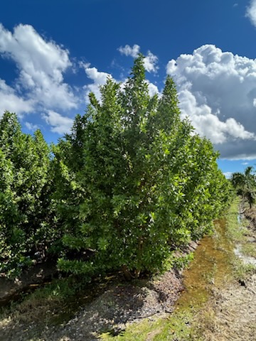 conocarpus-erectus-green-buttonwood
