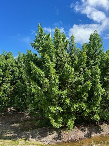 conocarpus-erectus-green-buttonwood