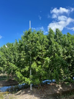 conocarpus-erectus-green-buttonwood