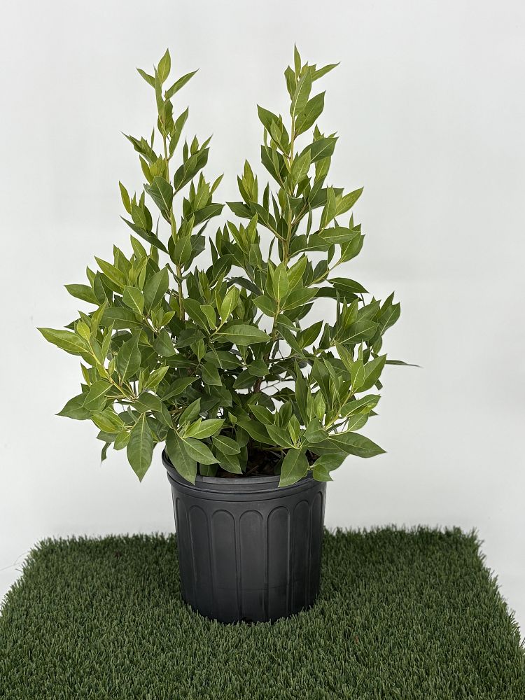 conocarpus-erectus-green-buttonwood