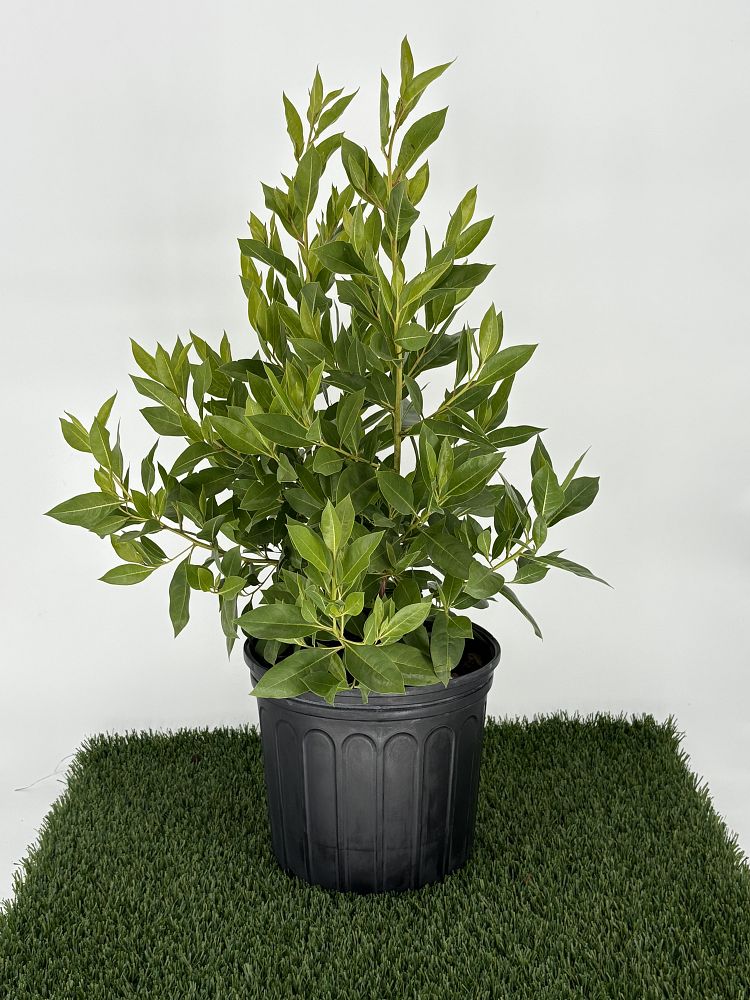 conocarpus-erectus-green-buttonwood