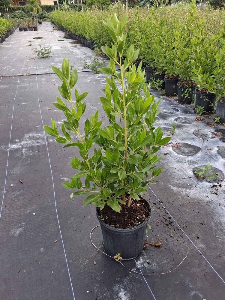 conocarpus-erectus-green-buttonwood