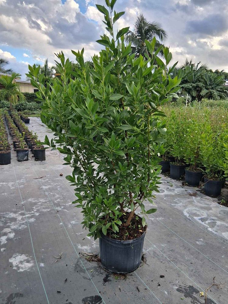 conocarpus-erectus-green-buttonwood