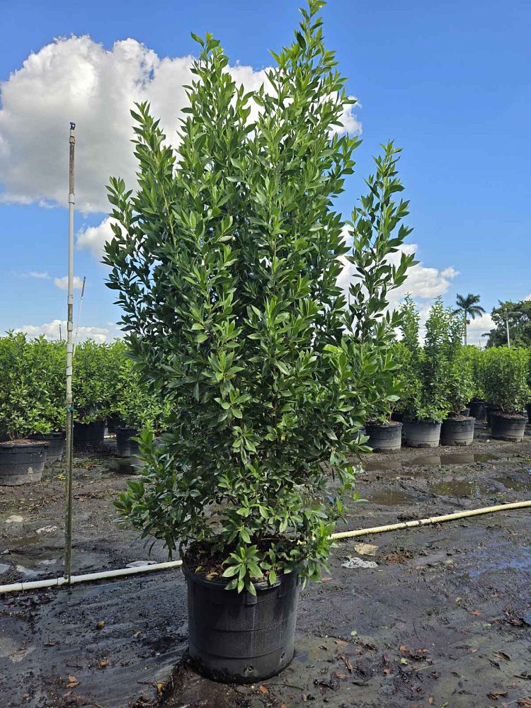 conocarpus-erectus-green-buttonwood