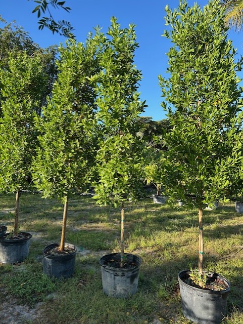 conocarpus-erectus-green-buttonwood