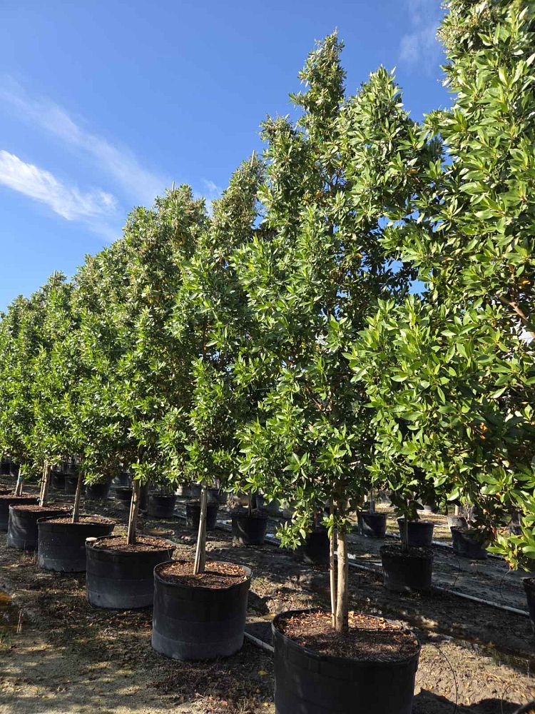conocarpus-erectus-green-buttonwood