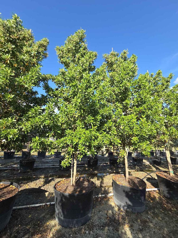 conocarpus-erectus-green-buttonwood