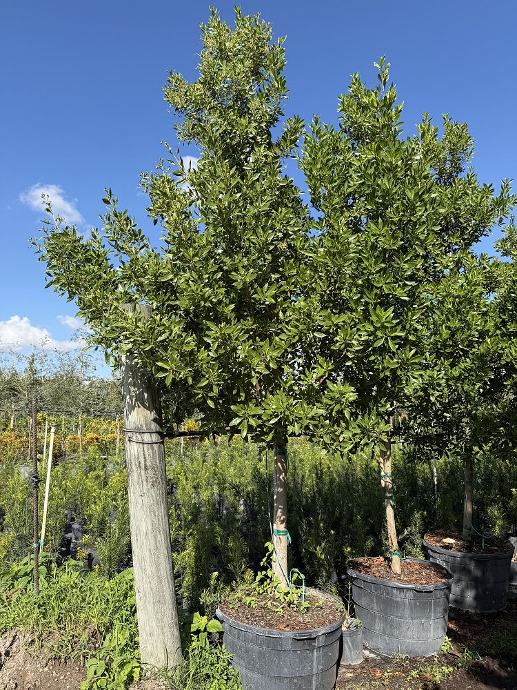 conocarpus-erectus-green-buttonwood