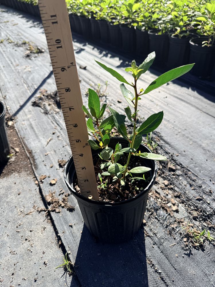 conocarpus-erectus-green-buttonwood