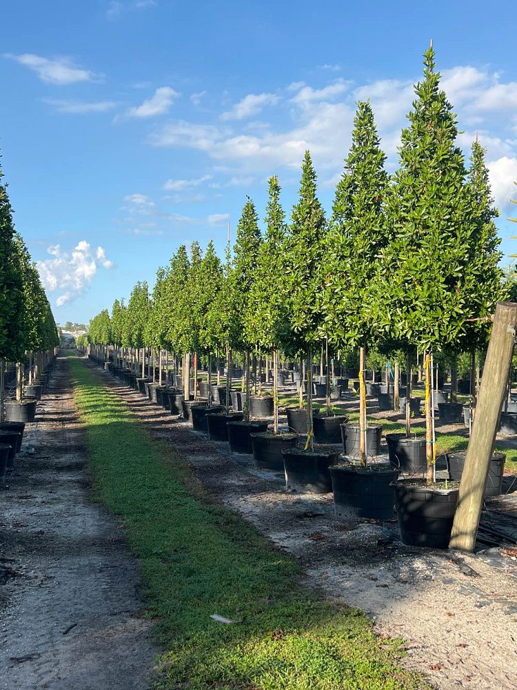conocarpus-erectus-green-buttonwood
