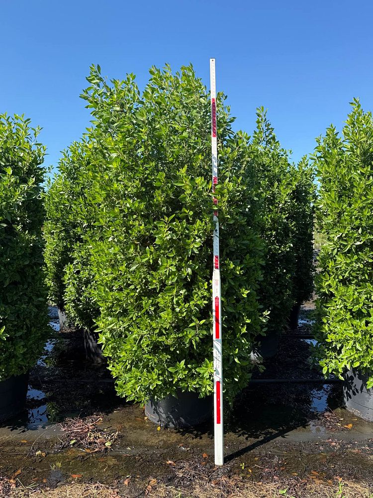 conocarpus-erectus-green-buttonwood