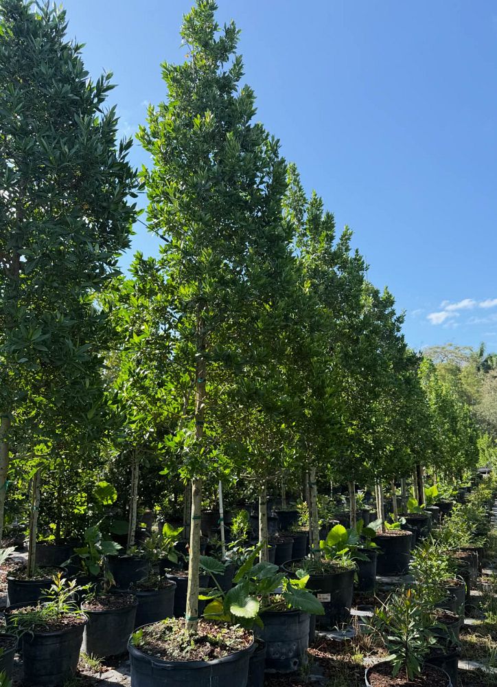 conocarpus-erectus-green-buttonwood