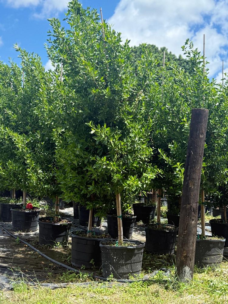 conocarpus-erectus-green-buttonwood