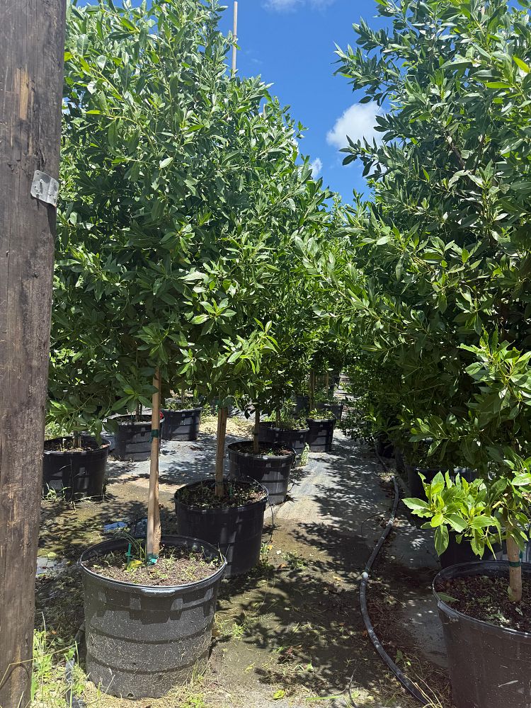 conocarpus-erectus-green-buttonwood