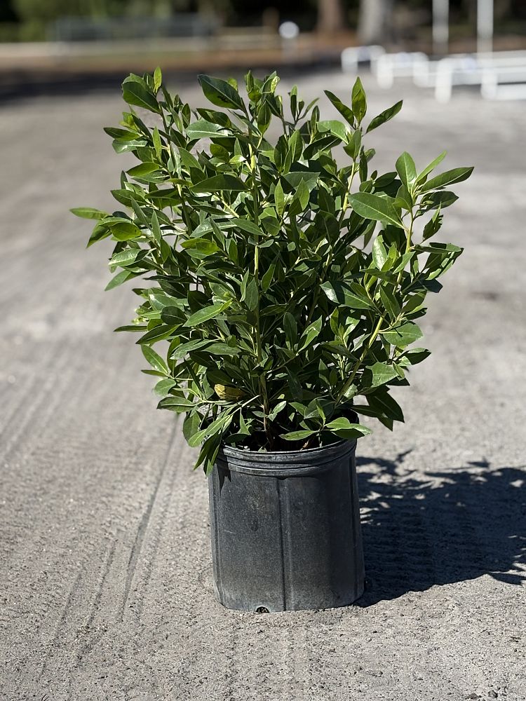 conocarpus-erectus-green-buttonwood