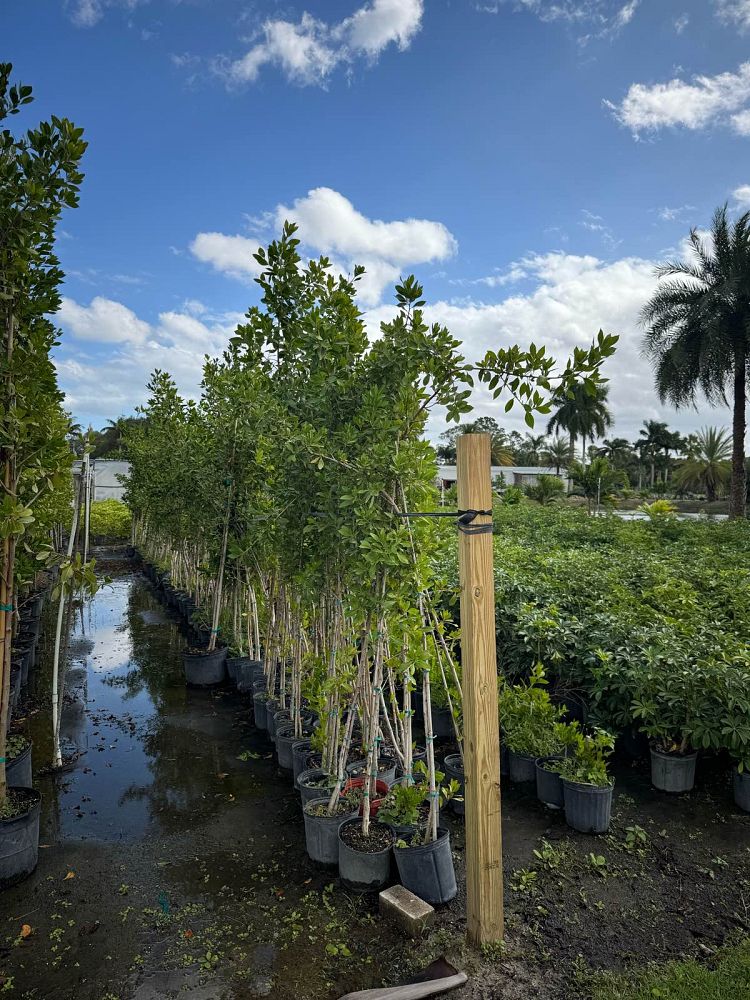 conocarpus-erectus-green-buttonwood