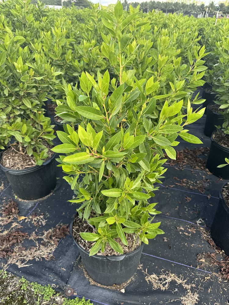 conocarpus-erectus-green-buttonwood