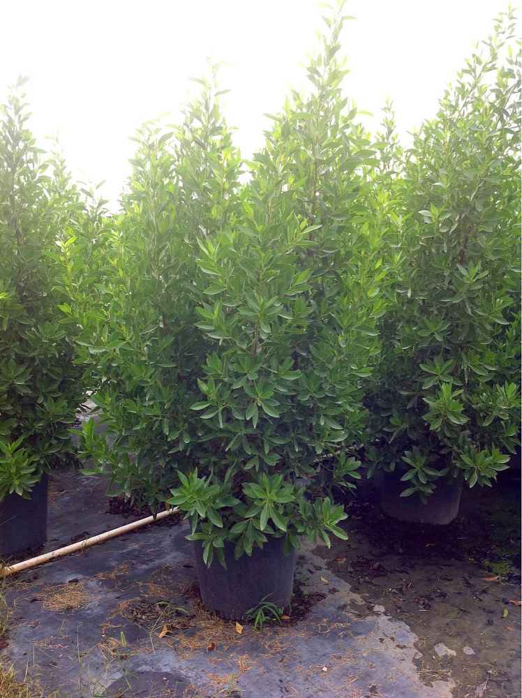 A's Ornamental Nursery